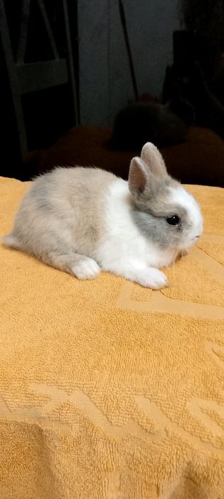 Króliczki miniaturki