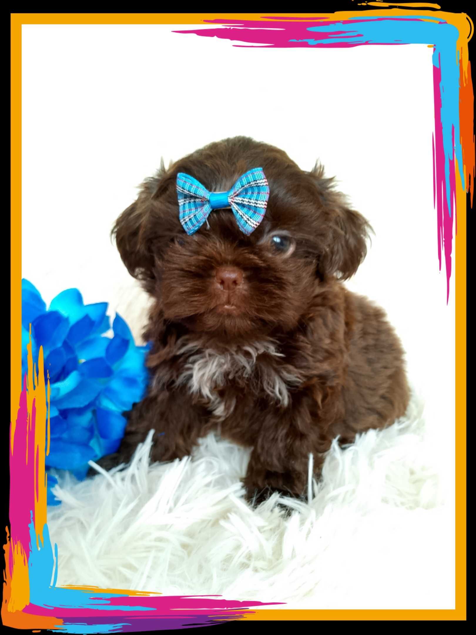 GOTOWY DO ODBIORU czekoladowy piesek rasy Shih-Tzu
