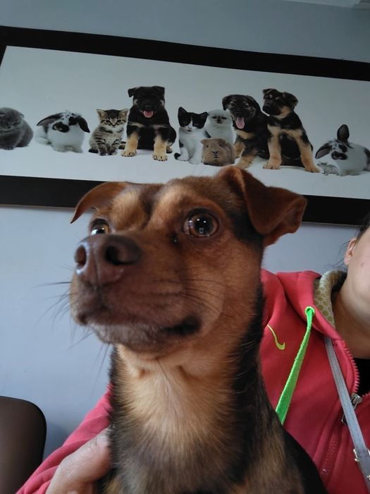 Karmel do adopcji