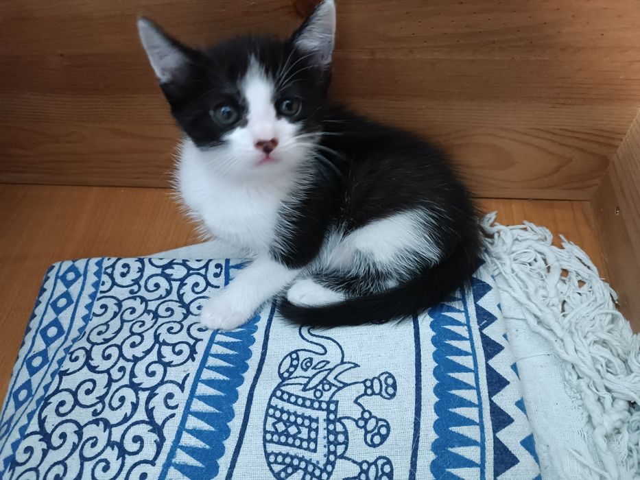 Doação de gatinhos