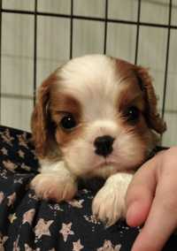 Cavalier King Charles Spaniel ZKwP