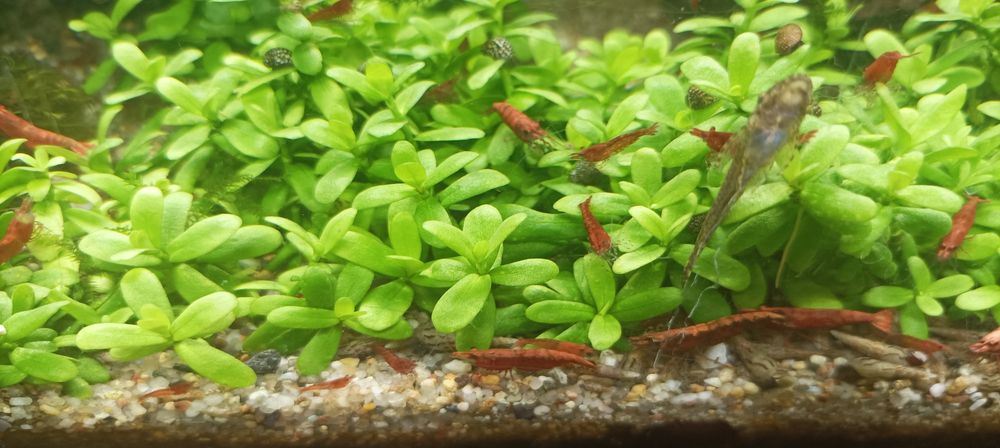 Креветка Сакура (Neocaridina heteropoda var. Sakura)