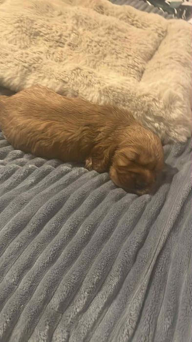 Cocker spaniele angielskie z rodowodem