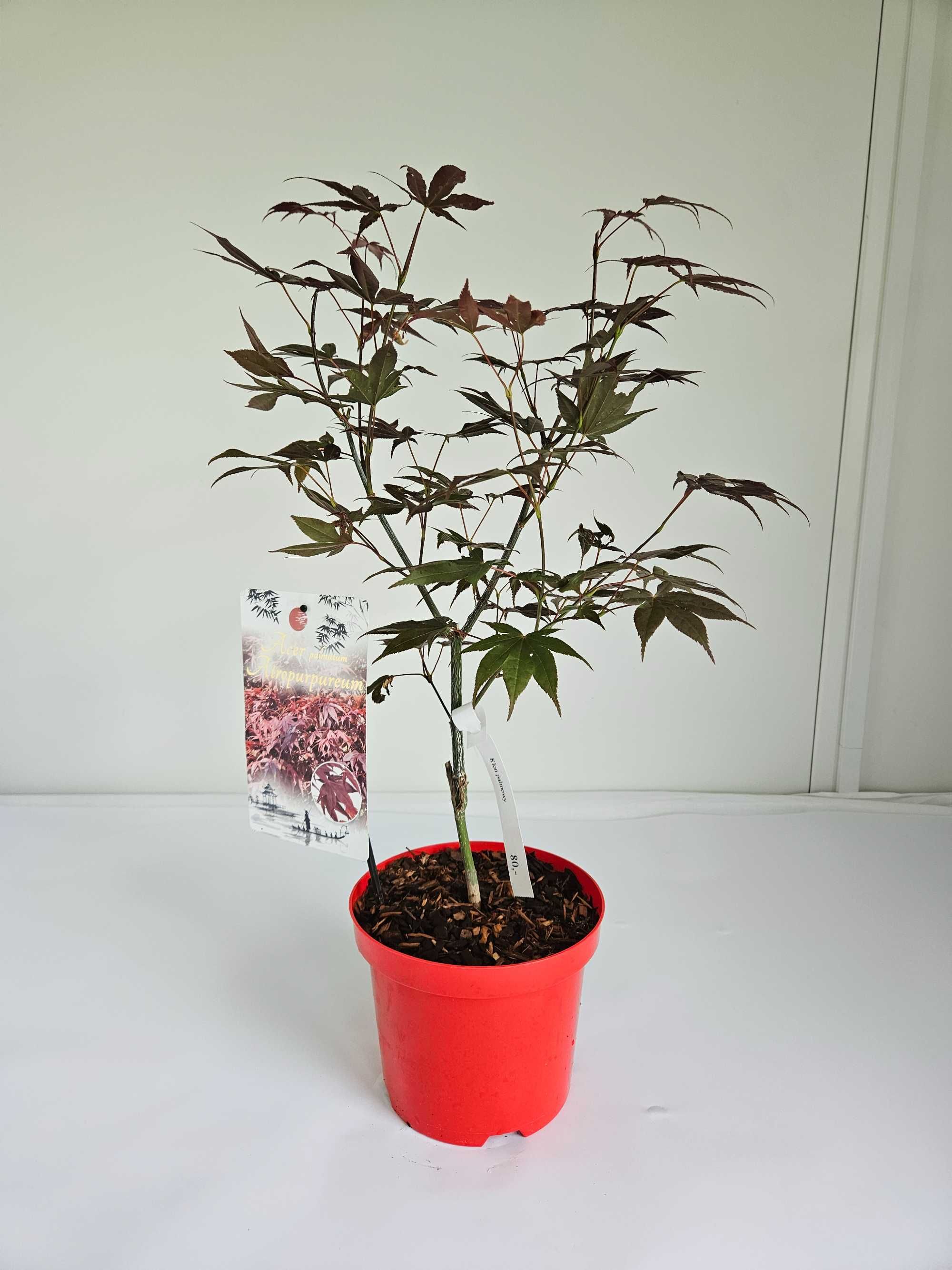 Klon palmowy 'Atropurpureum' (Acer palmatum 'Atropurpureum')