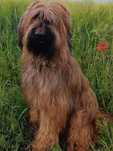 Owczarek francuski briard