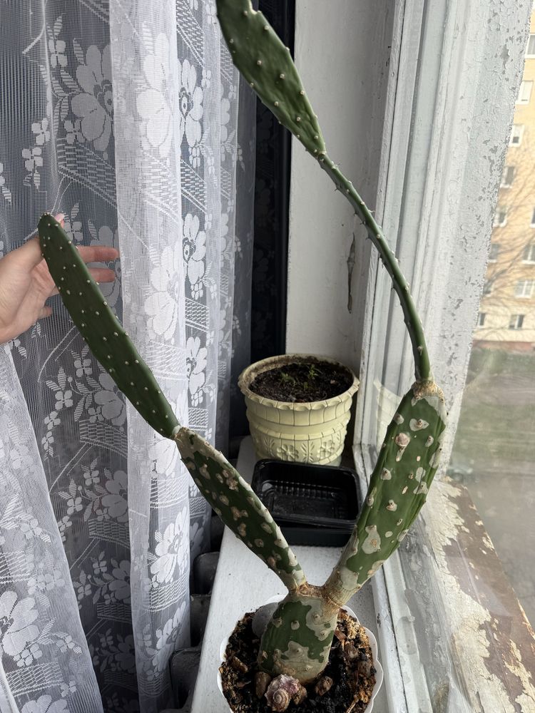 Кактус Опунція плоский