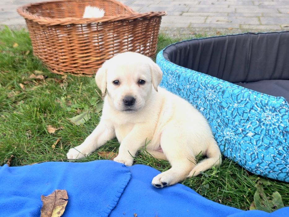 Labrador Retriever DO ODBIORU FCI szczeniak