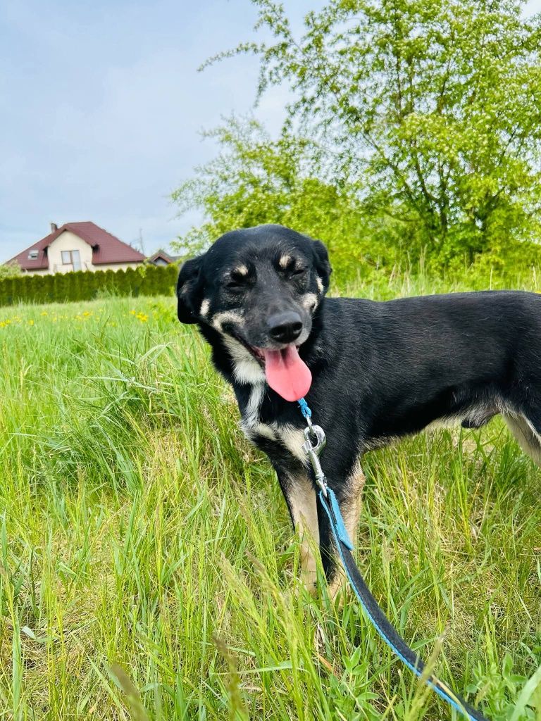 Wspaniały piesek Jager gotowy do adopcji