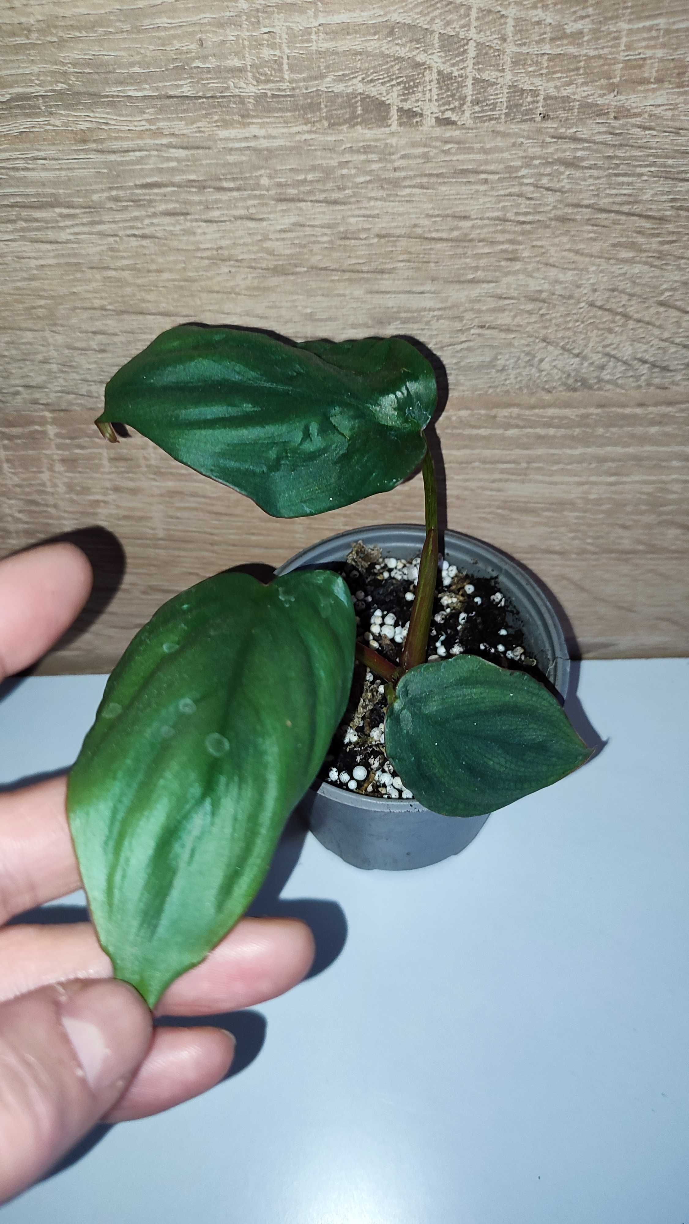 Filodendron, philodendron Colo