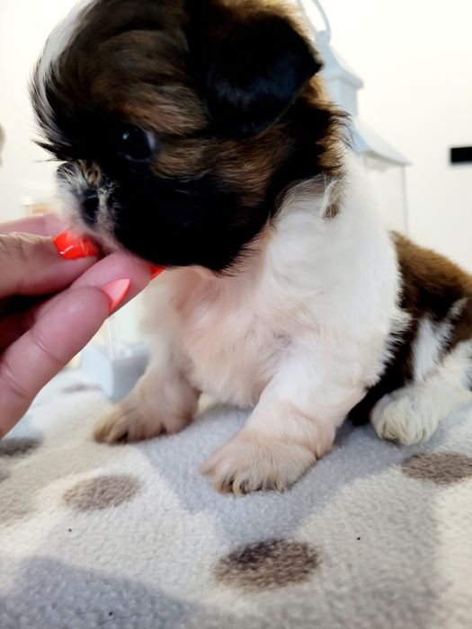 Sunia shih tzu rodowód chip wyprawka