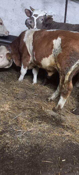 Odsadki byczki mięsne, simental