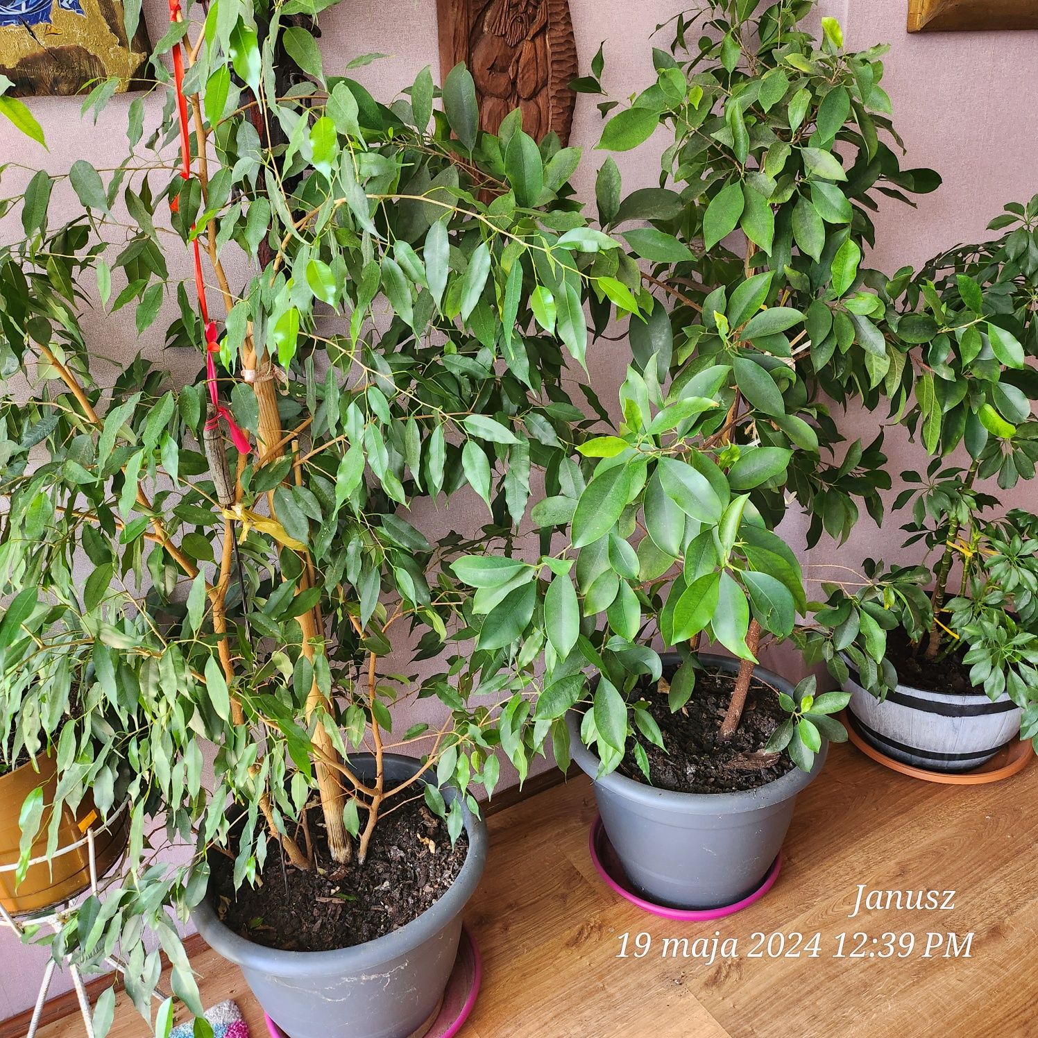 Sprzedam roślinę Fikusa Benjamina i Tępy 150 cm.