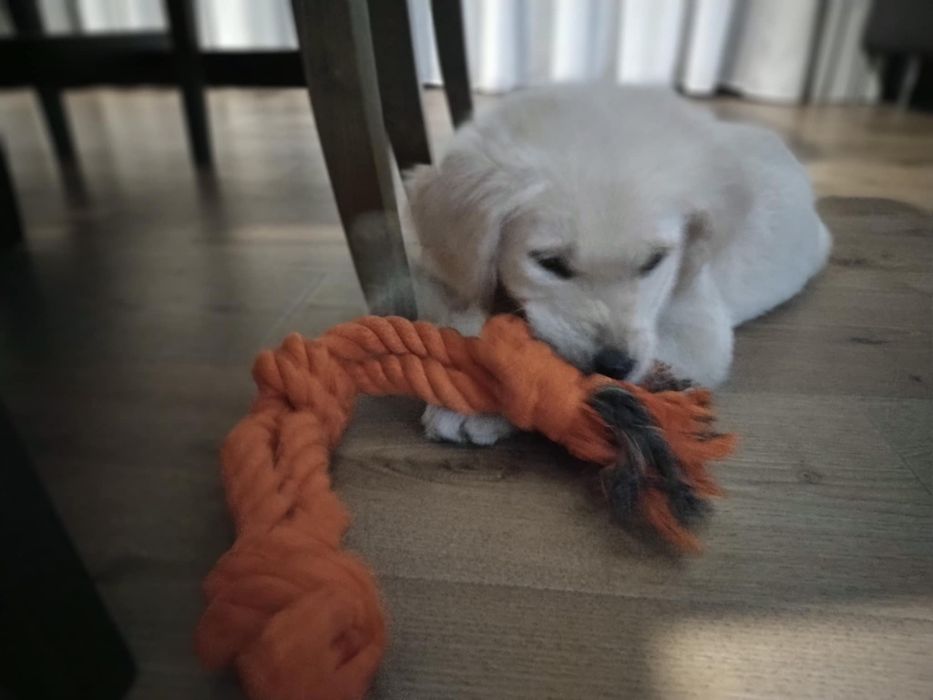 Golden retriever -suczka