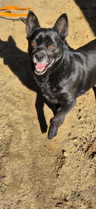 Piesek Około 4 lata