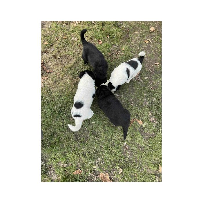 Oddam pieski w dobre ręce