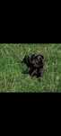 Śliczna sunia Cane Corso szuka domu