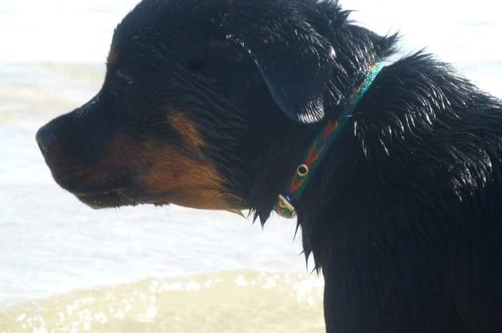 Rottweiler 10 aninhos com muita saúde