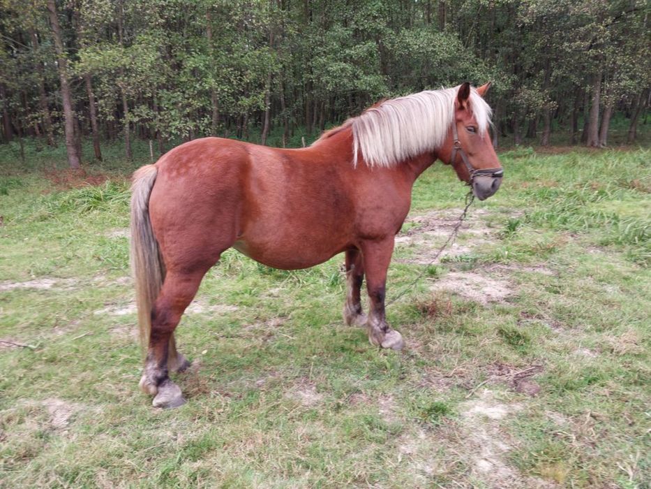 Sprzedam klacz zimnokrwistą