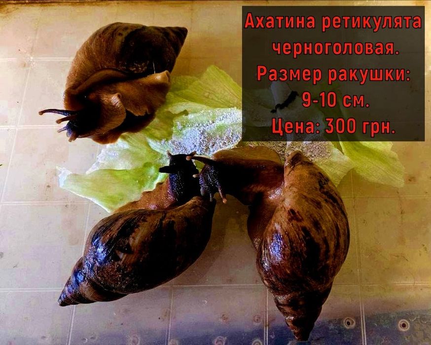 Улитки Ахатины от 50 гривен