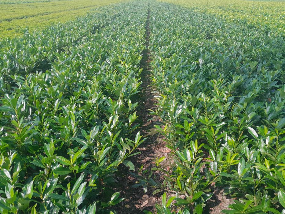 Laurowiśnia wschodnia! Prunus! Sadzimy! Novita, Rotundifolia! 160 cm!