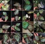 Begonia austrovietnamica Бегония