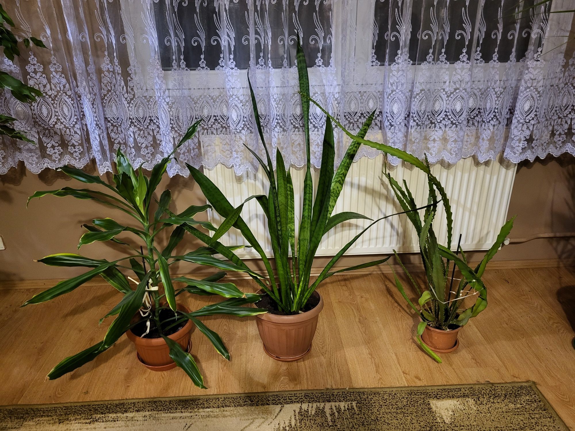 Sprzedam monstera dracena  Palma Szaflara aloes