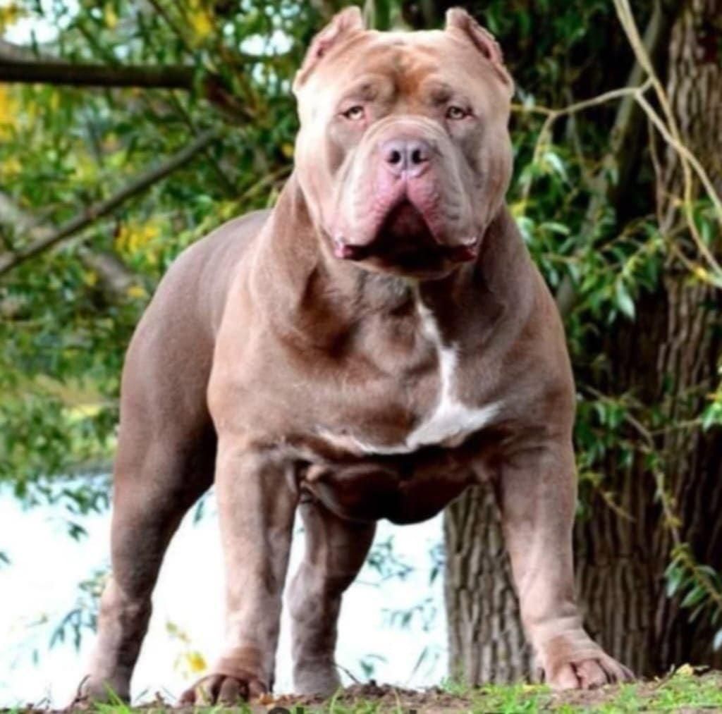 American Bully XL wnuczka Grand Championa Logana!