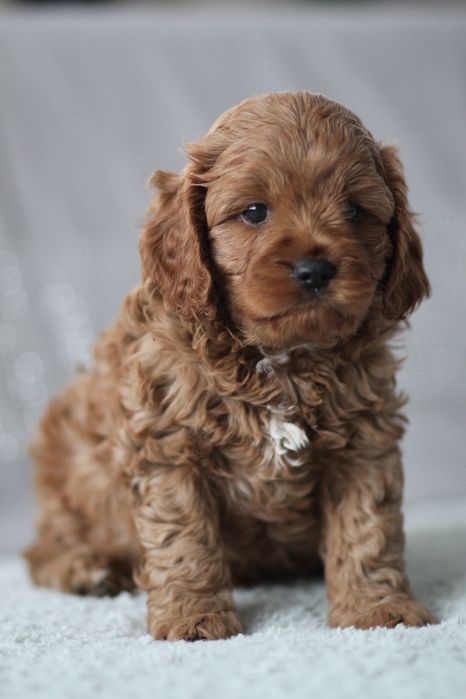 ***Śliczny Cavapoo**