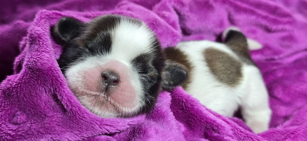 Shih tzu piesek malutki Odi
