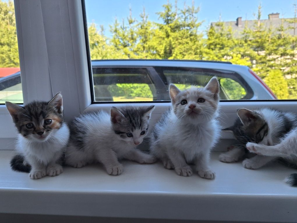 Do oddania 4 śliczne kotki gotowe do adopcji