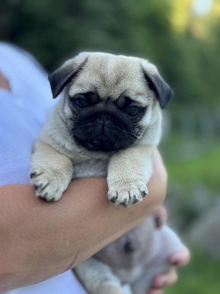Mops szczeniak ZKwP gotowy do odbioru