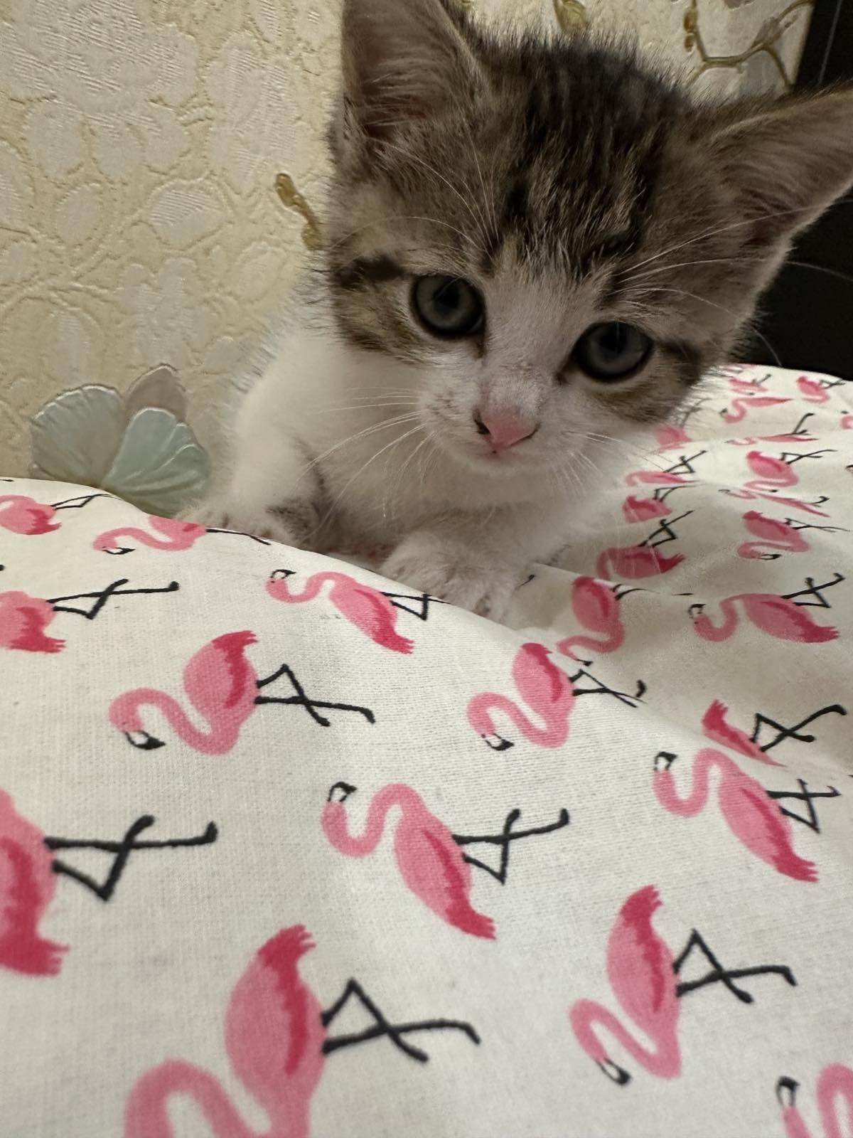 Віддам  тигра  кошеня