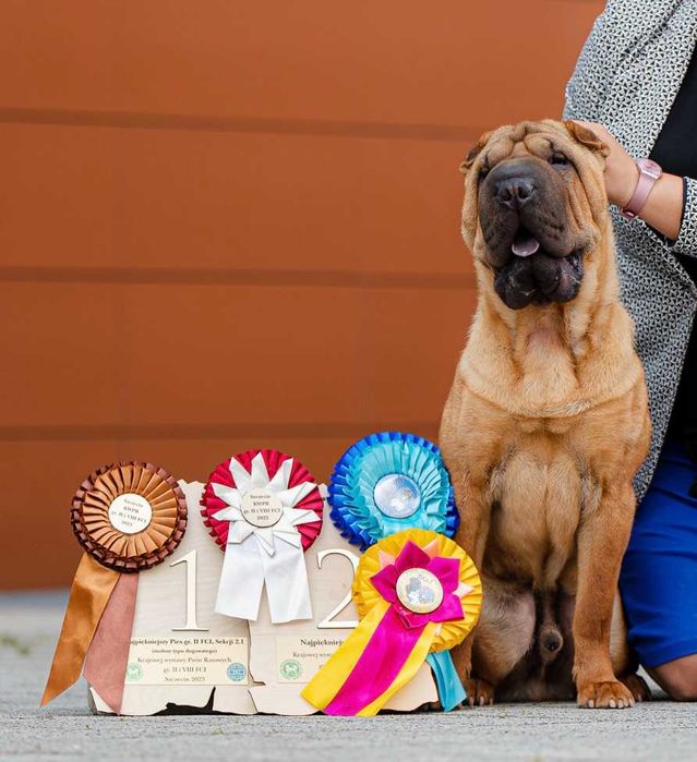 SHARPEI szczeniak po utytułowanych rodzicach