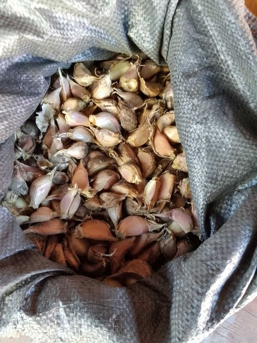 Czosnek harnaś łuskany