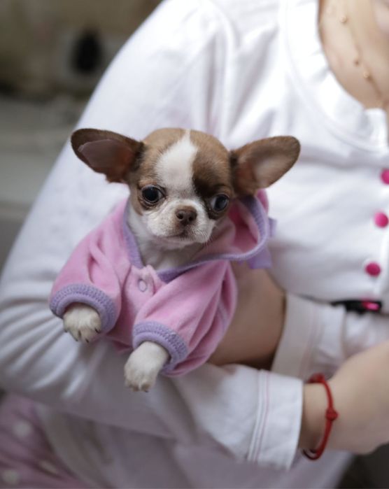 Ultra mini unique dziewczynka chihuahua fci