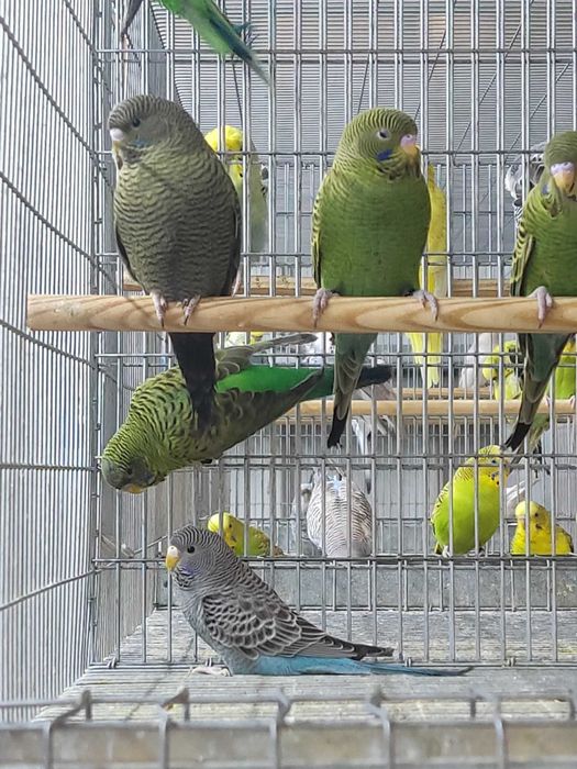 Piriquitos Autralianos Campeões