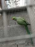 Ringnek verde macho