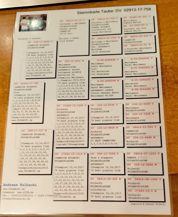 Gołębie pocztowe Kulbacki