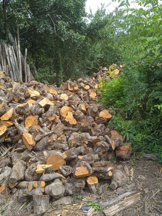 Drewno opałowe pieńki jabłoń