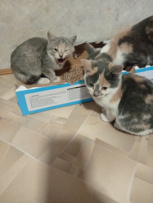 Відам котят у добрі руки(залишилось троє два котики і одна киця)