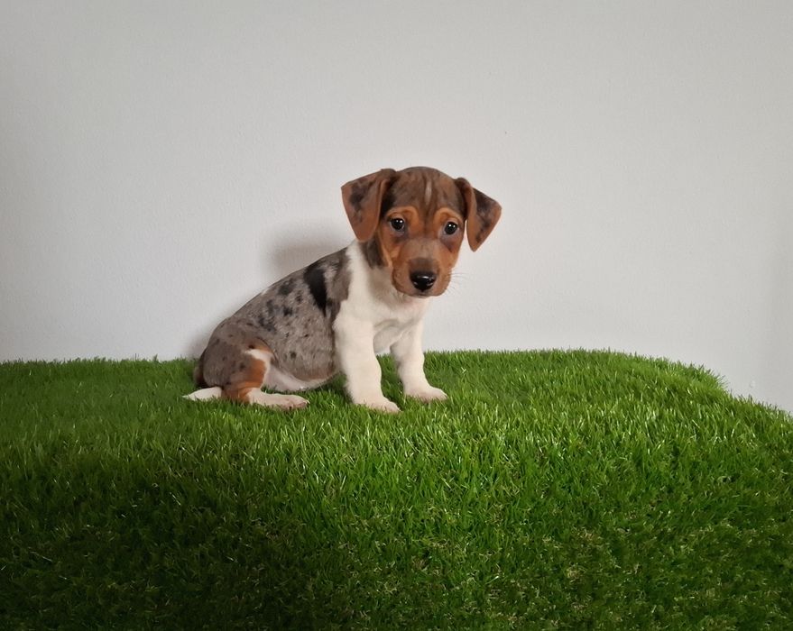 Jack russel exotico