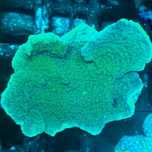 Montipora capricornis Green Fluo lub RED Koralowiec SPS