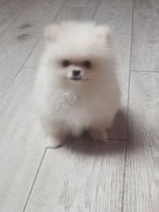 Pomeranian piesek