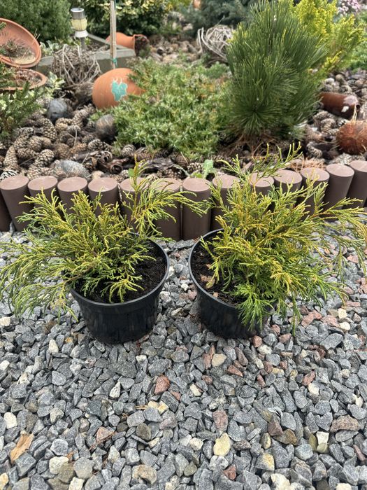 Кипарисовик Filifera Aurea