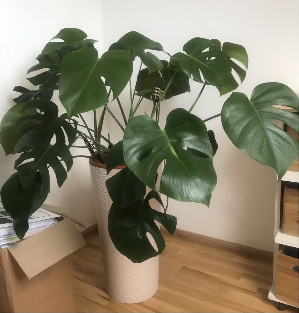 Monstera piękny duży kwiat cudna!