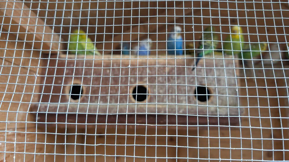 Papugi faliste sprzedaż