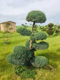 Bonsai - Juniperus squamata "MEYERI"-180 cm-Duże kule
