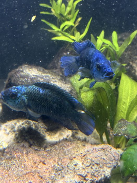 Pielegnica electric blue jack dempsey