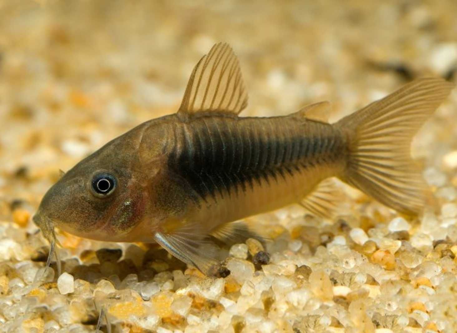 Kirysek spiżowy - Corydoras aeneus - Kirys - dowóz, wysyłka