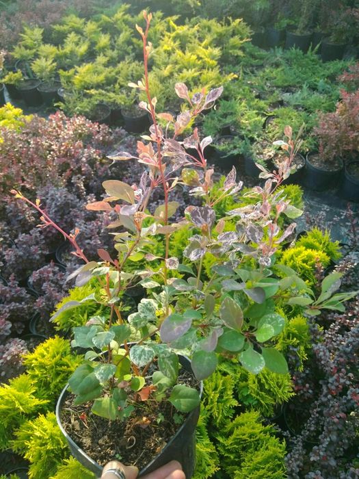 Барбарис,бересклет, вейгели, гортензії, спіреї